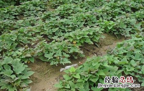 红薯旺长需要怎么管理 红薯需要控旺吗