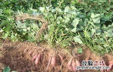 红薯旺长需要怎么管理 红薯需要控旺吗