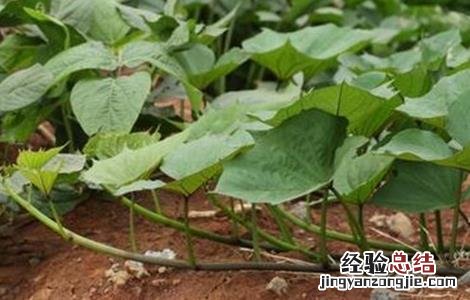 红薯控旺时间和方法百度 红薯控旺时间和方法