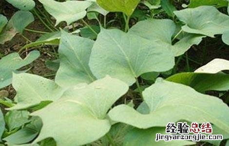 红薯控旺时间和方法百度 红薯控旺时间和方法