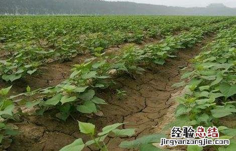 红薯控旺时间和方法百度 红薯控旺时间和方法
