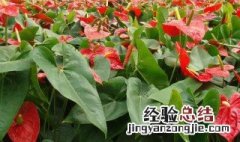 牡丹花向日葵蝴蝶兰分别在什么季节开放 花期小总结请查收