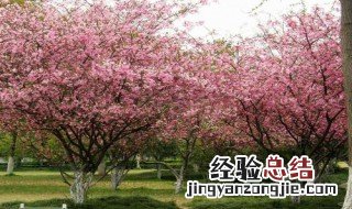 海棠花开的季节什么时候 海棠花开在什么季节?