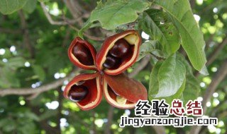 凤眼果的营养价值 凤眼果的营养价值简单介绍