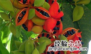 凤眼果的热量 凤眼果多少热量