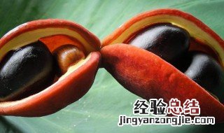 凤眼果不能和什么一起吃 凤眼果和什么不能同吃