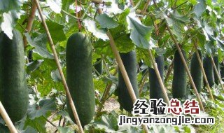吃节瓜的注意事项 吃节瓜需要注意啥