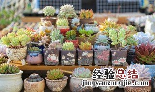 多肉用火山石好还是用赤玉土好 火山石和赤玉土哪个好