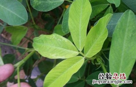 花生卷叶是怎么回事 花生叶卷起是什么原因