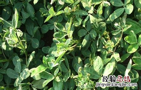 花生卷叶是怎么回事 花生叶卷起是什么原因