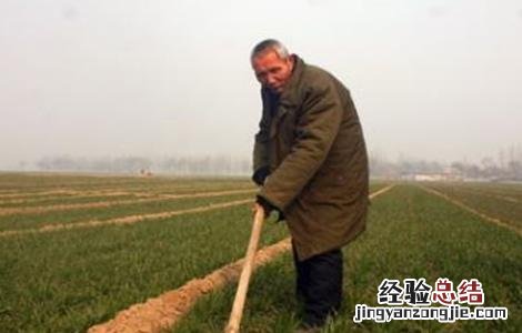 小麦是不定根吗 小麦断根时间和方法