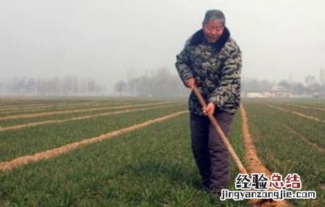 小麦是不定根吗 小麦断根时间和方法