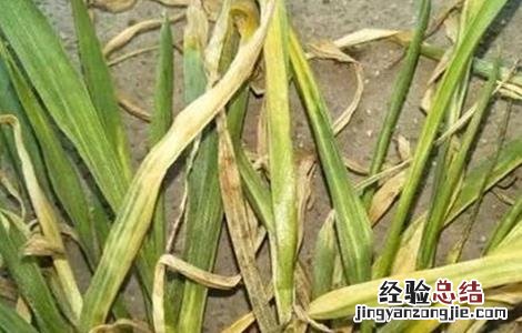 小麦苗黄苗弱怎么办 小麦苗弱苗黄是什么原因