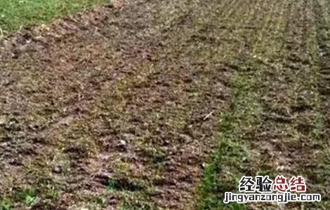 小麦苗黄苗弱怎么办 小麦苗弱苗黄是什么原因