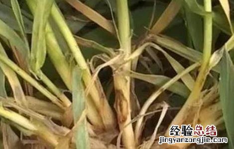 小麦苗黄苗弱怎么办 小麦苗弱苗黄是什么原因