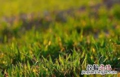 小麦苗黄苗弱怎么办 小麦苗弱苗黄是什么原因