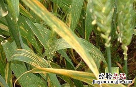 小麦苗期主要病害的防治措施 小麦苗期主要病害的防治措施是