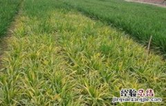 小麦苗期主要病害的防治措施 小麦苗期主要病害的防治措施是