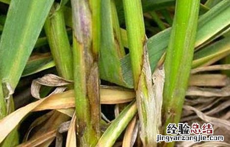 小麦苗期主要病害的防治措施 小麦苗期主要病害的防治措施是