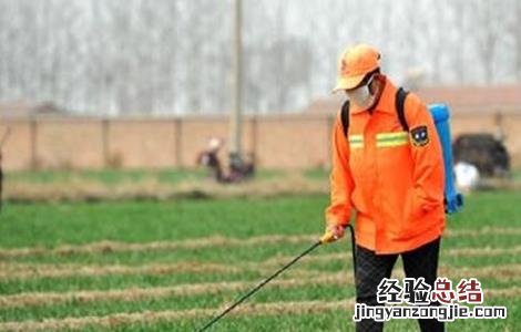 冬小麦如何施肥 冬小麦施肥需要多少量一亩