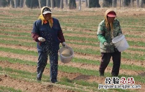 冬小麦如何施肥 冬小麦施肥需要多少量一亩