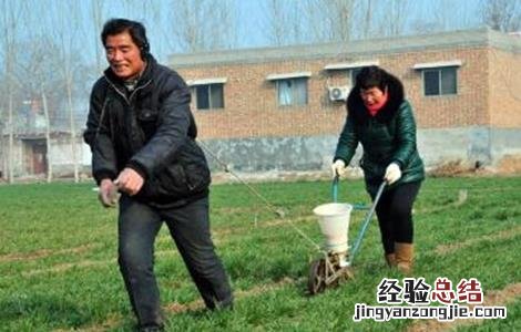 冬小麦如何施肥 冬小麦施肥需要多少量一亩
