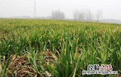小麦黄苗发生原因及补救措施 小麦苗黄原因及补救方法
