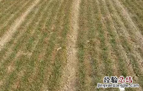 小麦黄苗发生原因及补救措施 小麦苗黄原因及补救方法