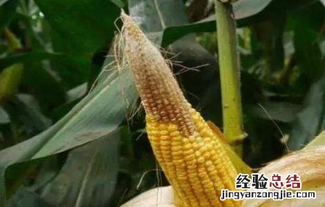玉米秃尖缺粒原因及预防措施 玉米秃尖缺粒原因及预防措施有哪些