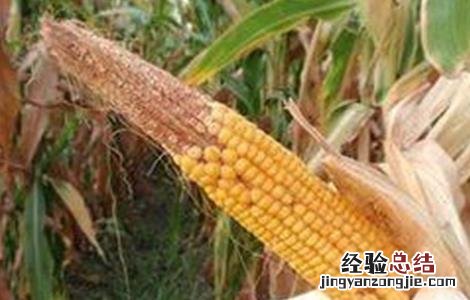 玉米秃尖缺粒原因及预防措施 玉米秃尖缺粒原因及预防措施有哪些