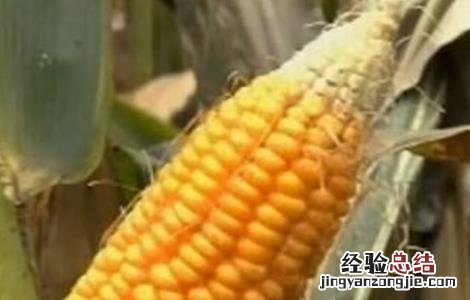 玉米秃尖缺粒原因及预防措施 玉米秃尖缺粒原因及预防措施有哪些