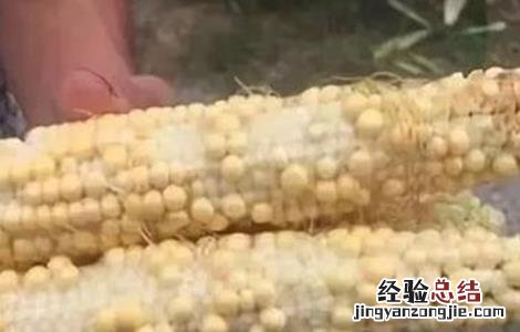 玉米秃尖缺粒原因及预防措施 玉米秃尖缺粒原因及预防措施有哪些