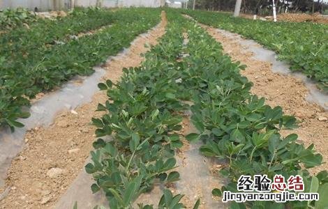 花生踩秧方法 怎样踩花生秧苗