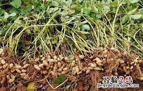 花生踩秧方法 怎样踩花生秧苗