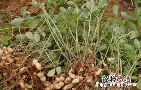 花生踩秧方法 怎样踩花生秧苗