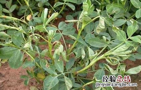 花生生长后期如何管理 花生生长后期如何管理视频