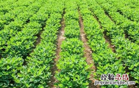 花生生长后期如何管理 花生生长后期如何管理视频