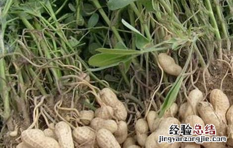 花生生长后期如何管理 花生生长后期如何管理视频