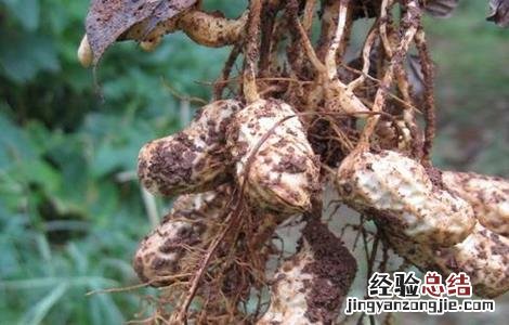 花生生长后期如何管理 花生生长后期如何管理视频