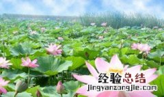 荷花开花的季节是什么季节 荷花开花的季节是什么季节呢