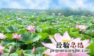 荷花开花的季节是什么季节 荷花开花的季节是什么季节呢