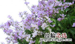 花瓶紫薇后期养护 花瓶紫薇后期养护注意事项