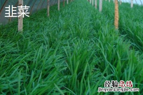 黄韭和韭菜有什么区别 韭黄跟韭菜是不是一个品种