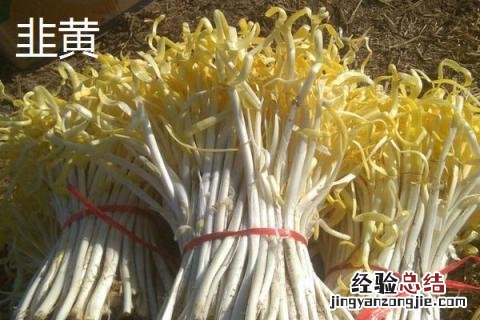 黄韭和韭菜有什么区别 韭黄跟韭菜是不是一个品种
