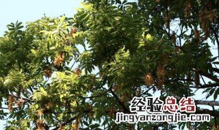 黄杞子的药效和功能 黄杞子泡水的功效与作用