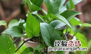 林州观叶花卉养护中心 林州观叶花卉养护
