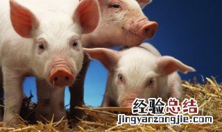 梦见一群小猪仔是什么意思 梦到一群小猪仔是什么意思
