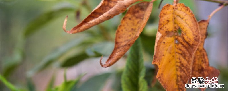 植物枯叶病用什么药 枯叶病用什么药