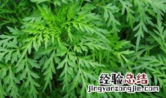 陈年艾草香的功效与作用 艾草香的功效与作用