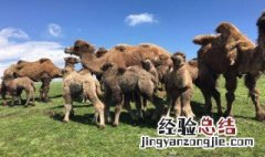 喝骆驼奶禁忌什么 喝骆驼奶禁忌